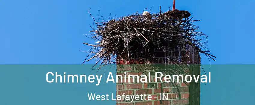 Chimney Animal Removal West Lafayette - IN