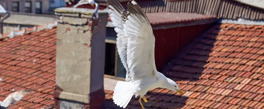 Residential Chimney Animal Removal Solution in West Lafayette, IN